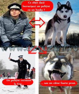 husky-politist